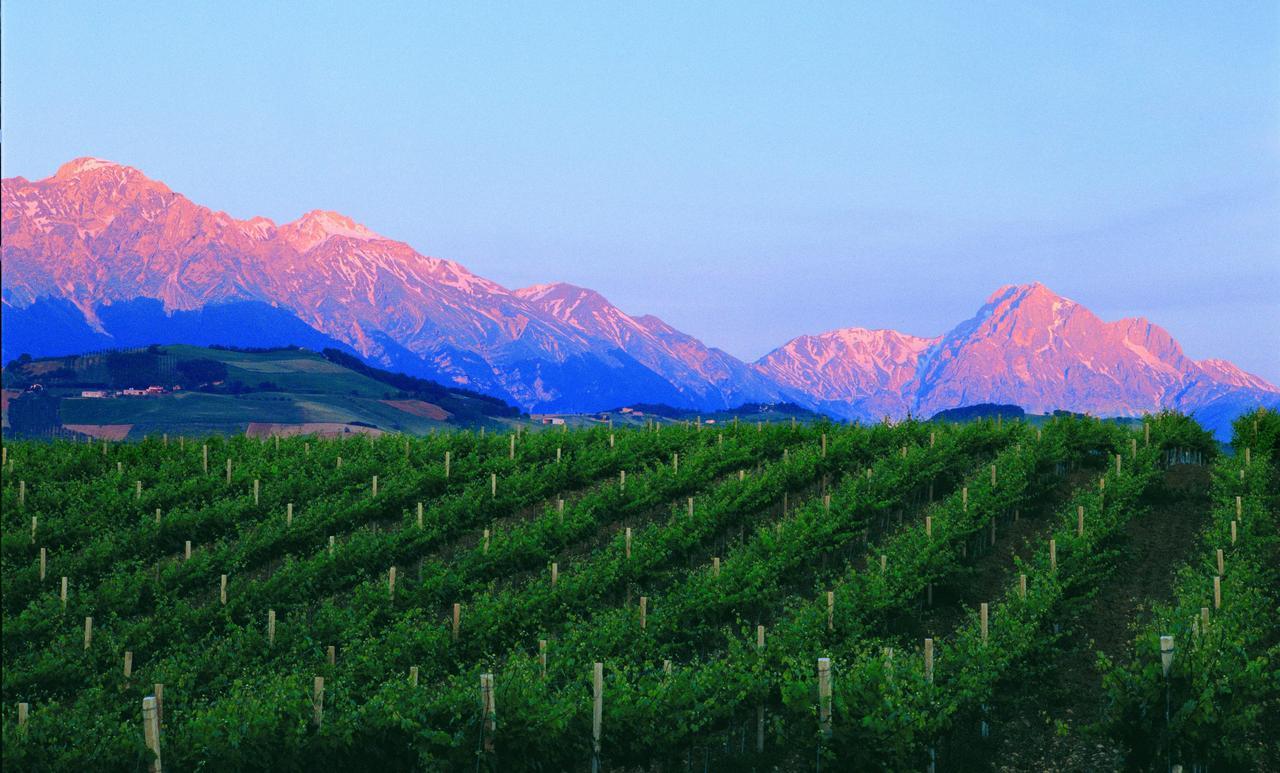 Contado San Lorenzo B&B And Wine Castilenti Exteriör bild